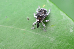 Peridinetus irroratus