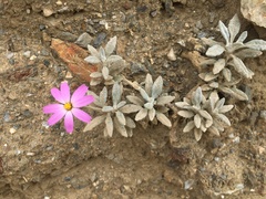 Onoseris gnaphalioides