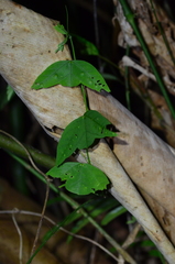 Passiflora vespertilio