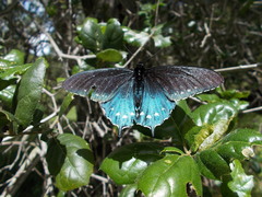 Battus philenor hirsuta