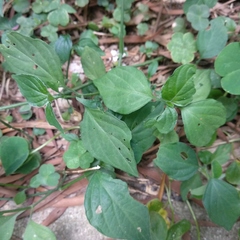 Dicliptera chinensis