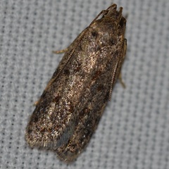 Stoeberhinus testaceus