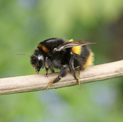 Bombus terrestris
