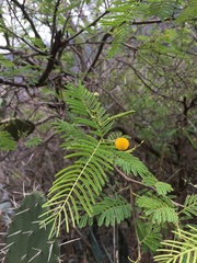 Vachellia
