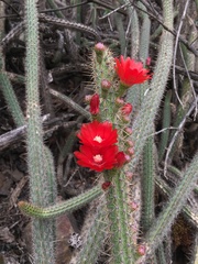 Corryocactus erectus