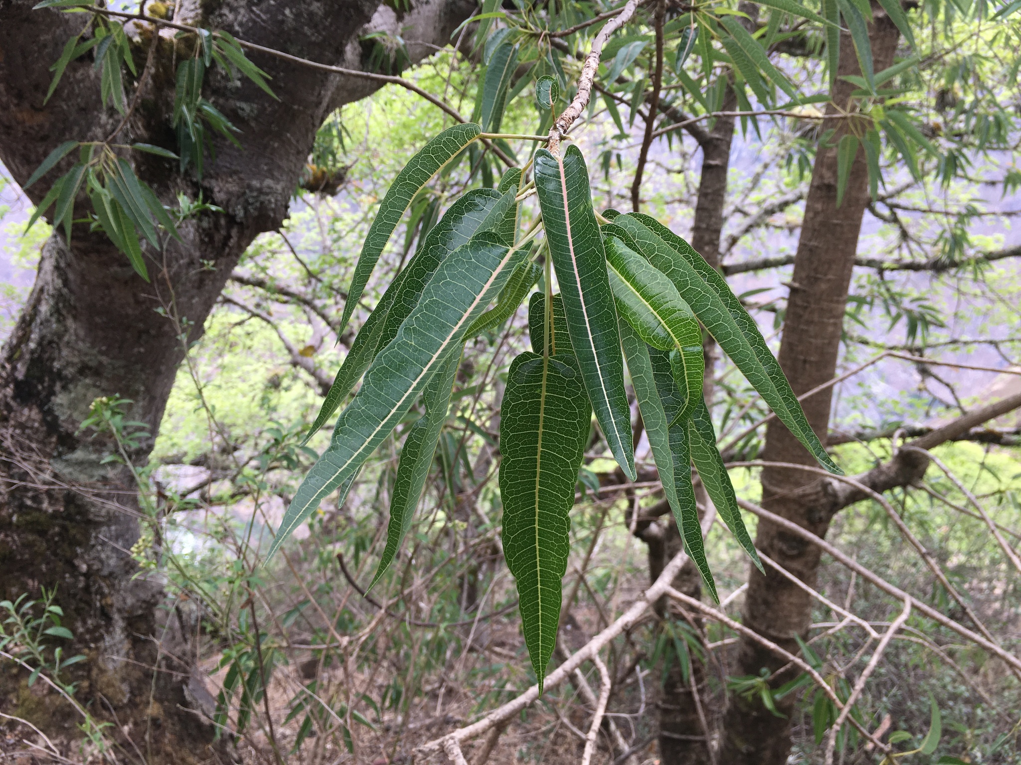 Carica augusti Harms 3