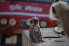 Semnopithecus entellus