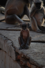 Semnopithecus entellus