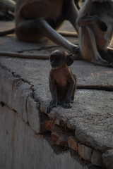 Semnopithecus entellus