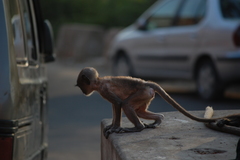 Semnopithecus entellus
