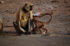 Semnopithecus entellus