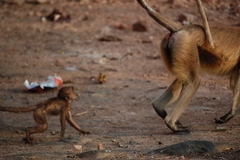 Semnopithecus entellus