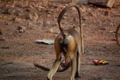 Semnopithecus entellus