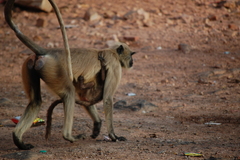 Semnopithecus entellus