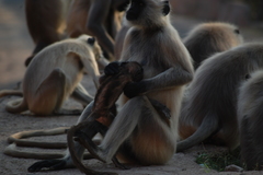 Semnopithecus entellus