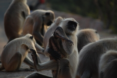 Semnopithecus entellus