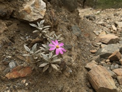 Onoseris gnaphalioides