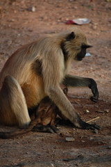 Semnopithecus entellus