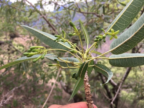 Carica augusti