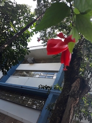 Malvaviscus penduliflorus