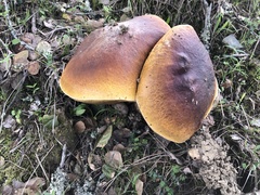 Boletus regineus