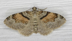 Xanthorhoe labradorensis