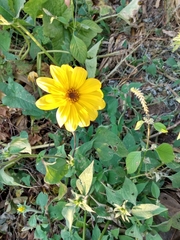 Tithonia tubaeformis