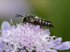 Coelioxys conoideus