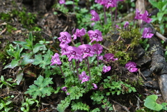 Pedicularis siphonantha