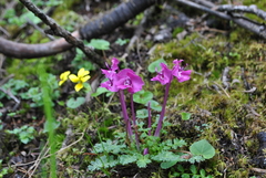 Pedicularis siphonantha