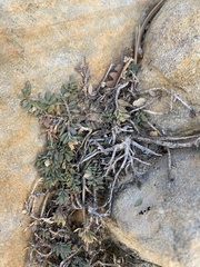 Glossopetalon pungens