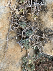 Glossopetalon pungens