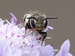 Coelioxys conoideus