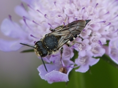 Coelioxys conoideus