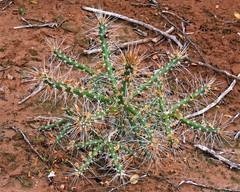 Quiabentia verticillata