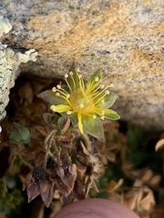 Ivesia jaegeri