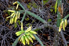 Quiabentia verticillata