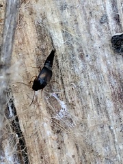 Sepedophilus littoreus