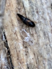 Sepedophilus littoreus