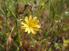 Microseris douglasii