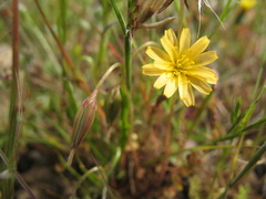Microseris douglasii