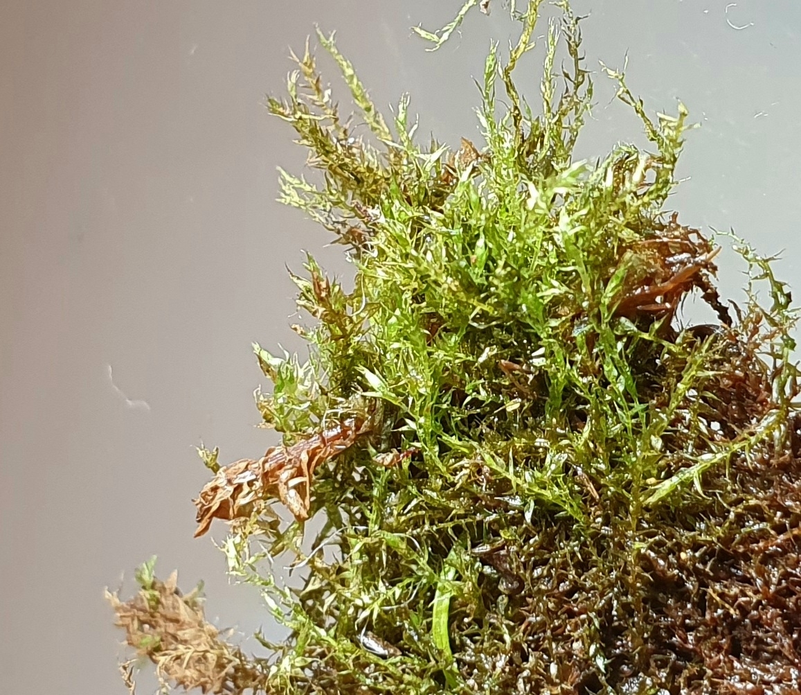 Hygroamblystegium humile