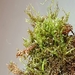 Constricted Feather-Moss - Photo (c) Jonathan Hughes, some rights reserved (CC BY-NC), uploaded by Jonathan Hughes