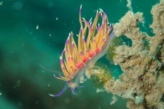 Unidentia