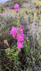Antirrhinum majus