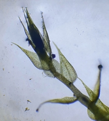 Hygroamblystegium humile
