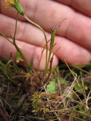 Microseris douglasii
