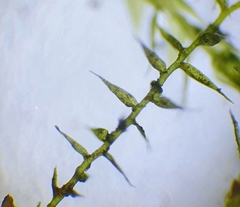 Hygroamblystegium humile