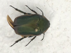 Cotinis nitida