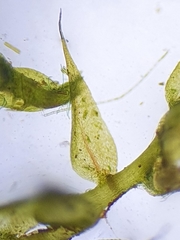 Hygroamblystegium humile